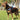 EzyDog Express Harness on dog, Pet City