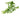 Baby Tears Aquatic Plant, Live Aquarium Plants, Pet City