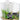 Aqua One Betta Sanctuary Glass Tank 10L White, Auqa One Betta Fighting fish tank, pet essentials warehouse napier
