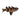 Upside Down Catfish