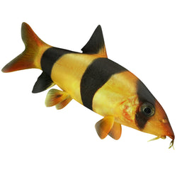 Live Fish