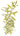 Hygrophila polysperma illustration, Pet City