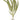 illustration of Tropica Cryptocoryne crispatula, Pet City