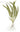 illustration of Tropica Cryptocoryne crispatula, Pet City