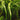 Tropica Cryptocoryne crispatula in a tank, Pet City, tall crypt plants