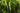 Tropica Cryptocoryne crispatula in a tank, Pet City, tall crypt plants