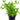 Lindernia Rotundifolia, Potted aquatic plants, Pet City