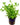 Lindernia Rotundifolia, Potted aquatic plants, Pet City