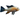 Albino Threadfin Acara small, Pet City