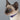 Rogz Alleycat Safelooc Cat Collar, Cat collar, Rogz cat collar, Collar for cats, Pet City
