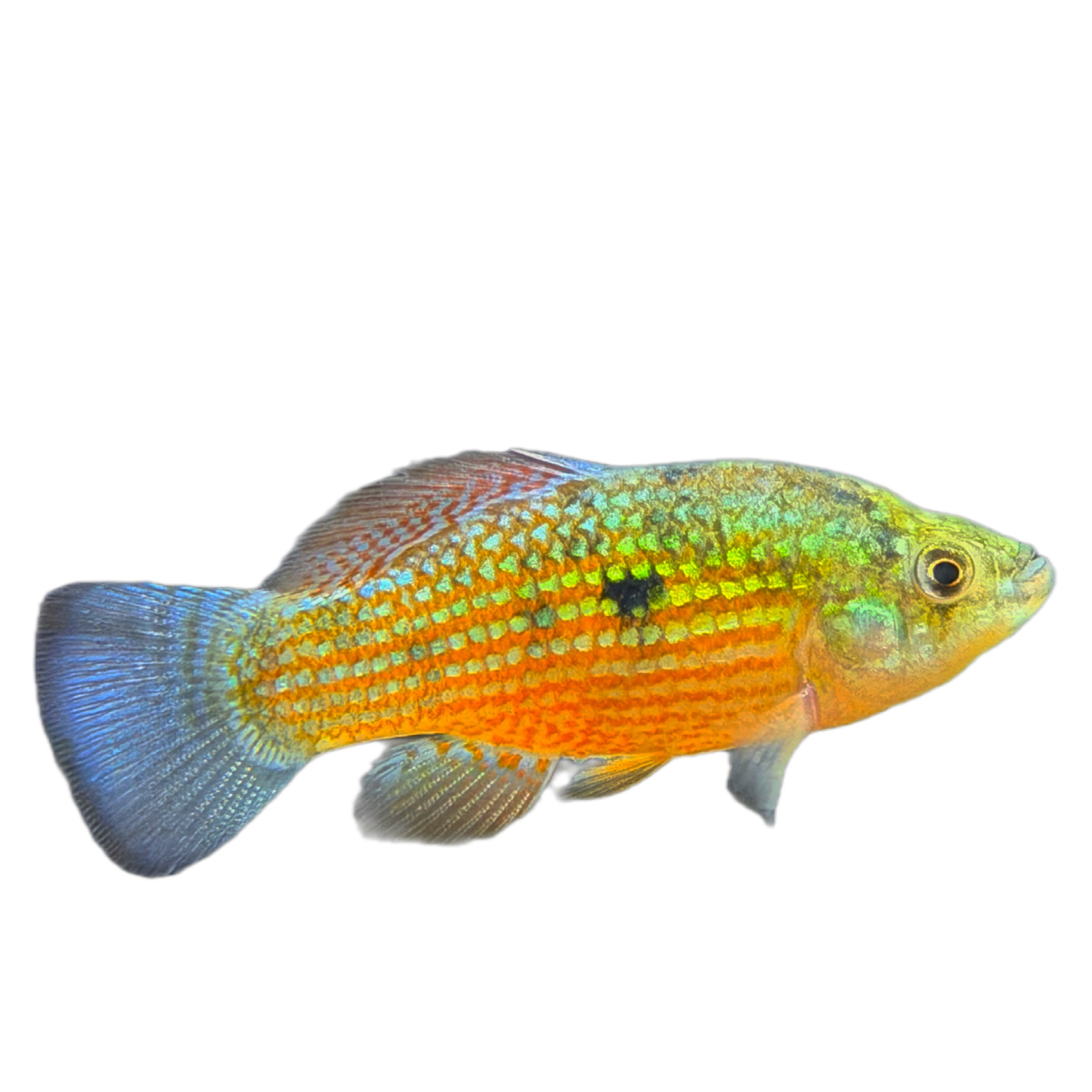 Red Flag Fish American Flag Fish - Florida Flagfish - Hardy Freshwater Aquarium Fish ...