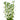Baby Tears - Bacopa monnieri plant, aquarium live plants, Pet City