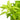 Hygrophila Polysperma Sunset Aquatic Plant, Live Aquatic Plants Pet City