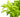 Hygrophila Polysperma Sunset Aquatic Plant, Live Aquatic Plants Pet City