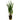 Aquatic Plant Crypt Balansae Potted Submersed