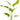 Argentinensis Sword - Echinodorus Argentineans, Pet City
