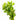 Giant Red Bacopa caroliniana Live Aquatic Plant, Pet City