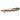 Bichir Polypterus Senegalus, Live fish, Live tropical fish, Bichir, Pet Essentials Warehouse