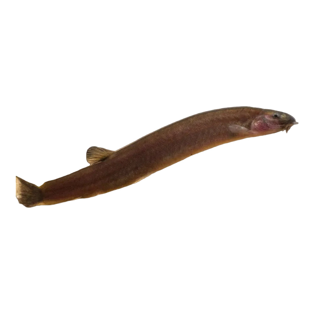 Black Java Loach Black Kuhli Loach | Peaceful Bottom-Dwelling Fish – Pet City