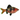 Black Ruby Barb, Tetra, petv city
