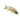 Brichardi Fairy Rift Lake Cichlid, Pet City, Pet City