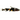 Bumble Bee Goby, Tropical fish, nano fish, pet city