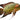 Chocolate Cichlid Adult Fish