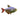 Columbian Tetra, Pet City