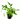Cryptocoryne Walkeri Aquatic Plant, Crypt aquarium plants, Pet City