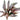 Crypt Wendtii Flamingo Aquatic Plant, tissue culture plants, Pet City