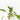 Crypt Wendtii Live Aquatic Plant, Pet City