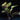 Crypt Cordata Live Aquatic Plant, Live aquatic plant Pet City