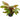 Crypt Axelrodi Live Aquatic Plant, Live Aquatic Plants, Pet City