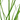 close up Cyperus Helferi Live Plant, leaves, Pet City