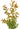Dwarf Rotala Rotundifolia illustration, Pet City