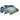 Electric Blue Acara Cichlid, tropical fish, pet city