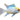 Gold Head Platinum Cobalt Blue Ram, Pet City