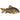 Golden Leopard Sterbai Cory, Pet City, Pet City