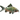 Emerald Green Corydoras, Pet City, Pet City