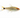 Head & Tail Light Tetra on white background