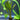 Horemanii Red Sword Live Aquatic Plant in a tank, Pet City