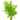 Hygrophila Difformis Water Wisteria Live Aquatic Plant