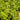 Lindernia rotundifolia, potted tropical plant, Pet City