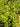 Lindernia rotundifolia, potted tropical plant, Pet City