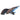 African Knife Fish, Pet City Tropical Fish,