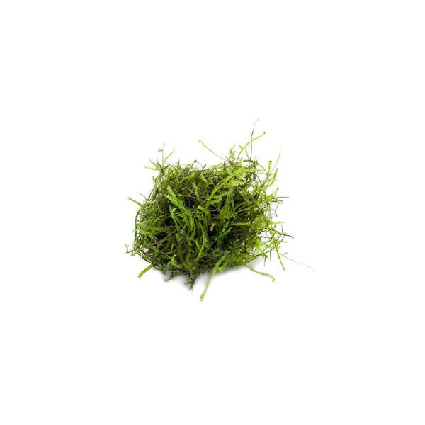 Java Moss Live Aquatic Plant - Live Aquarium Plants - Pet City