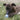 Kong Puppy Ball Dog Toys, Toys for dogs, Pet City