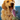 Kong Wild Shieldz Water Resistant Trout, dog playing with kong dog toys, Pet Essentials Warehouse
