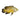 Lemon Oscar, Oscars, Live Fish, Pet City