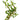 Ludwigia Arcuata Aquatic Plant, Pet City